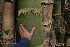 Dendrocalamus giganteus